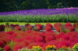 15年秋 コスモスの花フェスタ What S New 国営アルプスあづみの公園 堀金 穂高地区